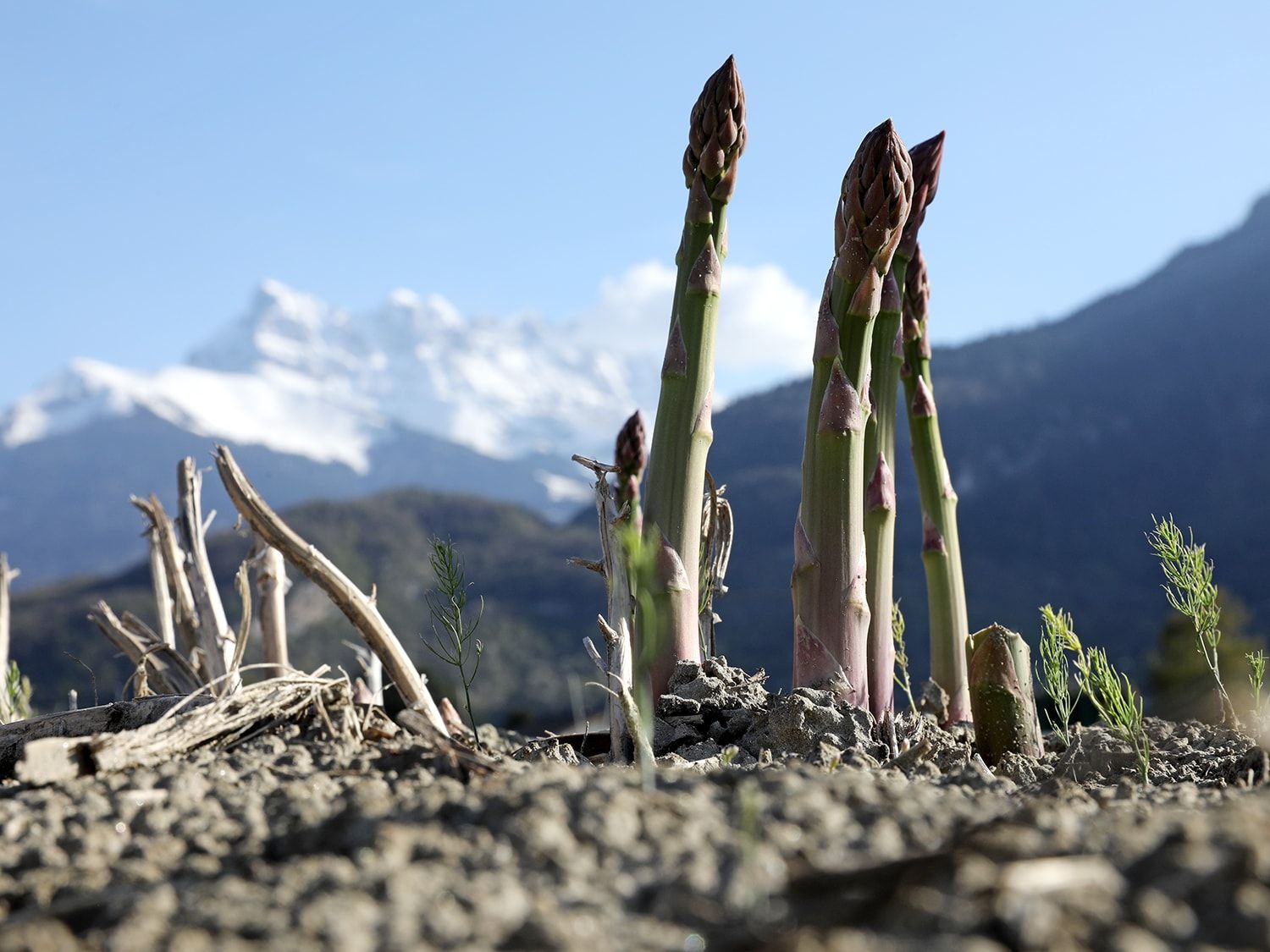 Odoo • Image and Text