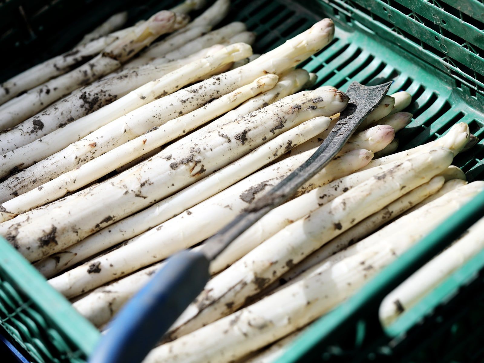 Odoo • Image and Text