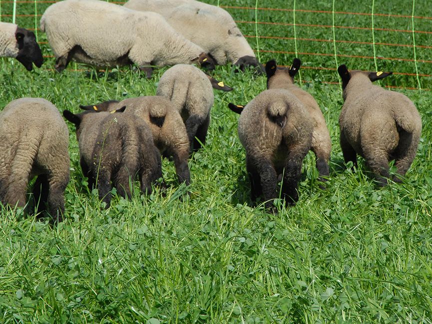 Odoo • Image et Texte