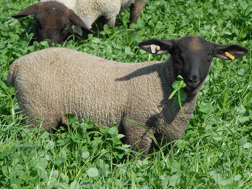 Odoo • Texte et Image