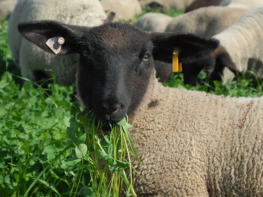 Odoo • Image et Texte